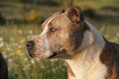 American Staffordshire Terrier, Rottweiler ou Tosa 1