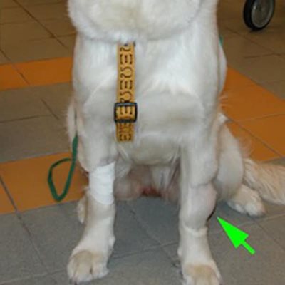 Chien Golden retriever atteint d’un chondrosarcome de la patte (flèche verte)