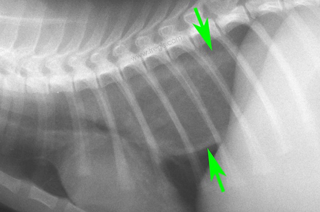 Radio de face d’une intussusception gastro-œsophagienne, ici chez un chat