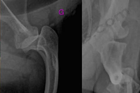 radiographique de face et de profil de l’épaule d’un chien présentant une luxation congénitale de l’épaule