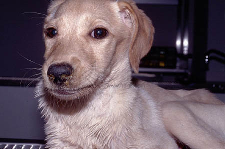 Chiot atteint d’une maladie de Carré