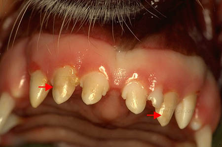 Atteinte des dents d’un chien atteint de maladie de Carré