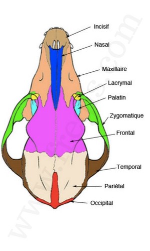 Les os du crâne chez le chien 2