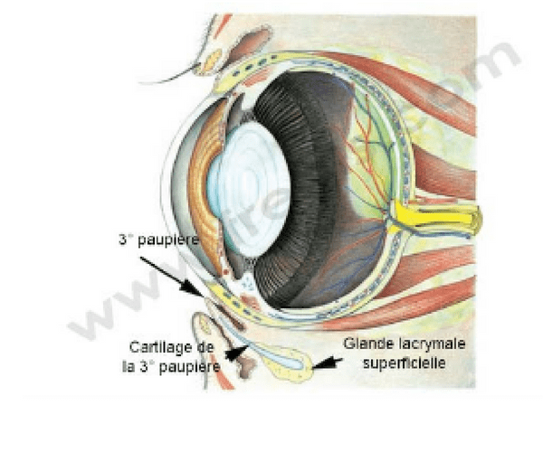 Le chien et le chat ont 3 paupières : la supérieure, l’inférieure et la membrane nictitante (ou 3ème paupière).