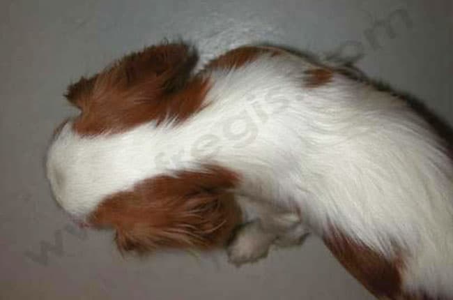 Chiot Cavalier King Charles avec torticoli