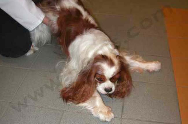 Cavalier King Charles adulte avec difficultés locomotrices sur les antérieurs