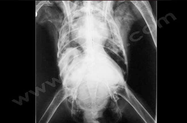 aspergillose radiographie - CHV Fregis