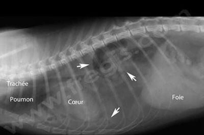 Radiographie du thorax d’un chat tombé du 3ème étage