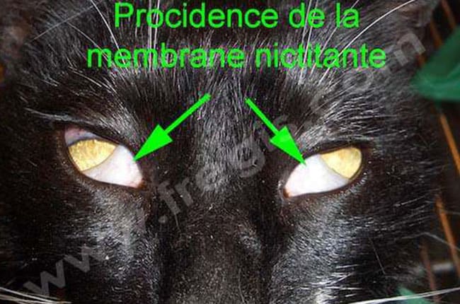 Chat présentant une procidence bilatérale importante de la membrane nictitante