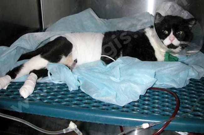 Chat présenté en urgence pour sang dans les urines