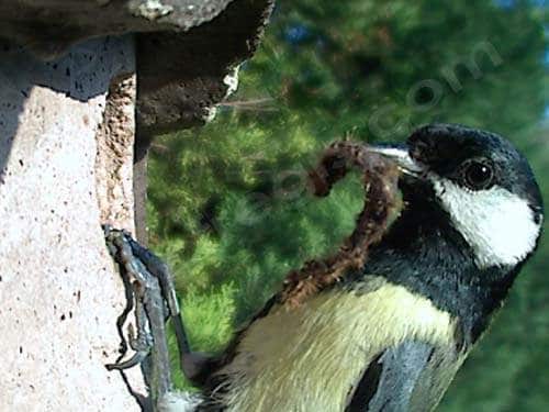 Mésange en train de manger une chenille processionnaire (D’après INRA)