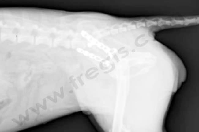 Radiographie post-op: bassi vue de coté