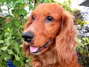 1. Le Cocker américain est une race de chien prédisposée à la glycogénose de type VII ou syndrome de Tarui-Layzer.