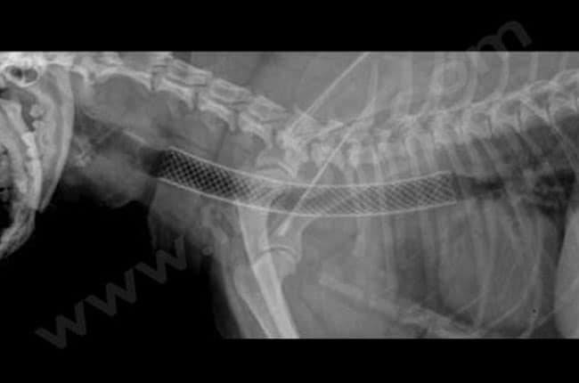 Radiographie de trachée après mise en place d'un stent trachéal chez le même Yorkshire