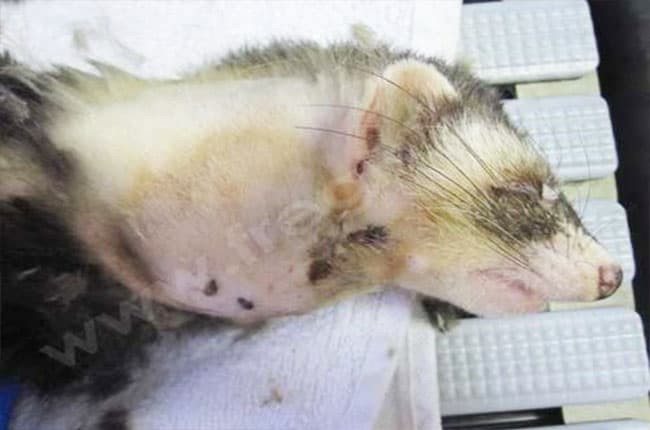 Furet atteint d'un coronavirus systemique - CHV Fregis