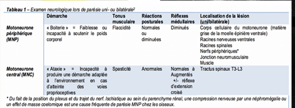 examen nerveux conclut à une monoparésie du membre pelvien