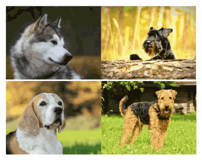 4 chiens de races différentes