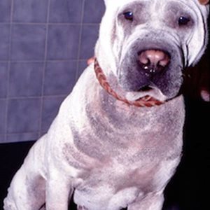 Dermatite à Malassezia très étendue, ici chez un chien de race Shar Peï​