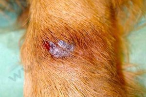 Lésion, ici chez un chien de race labrador, de dermatite de léchage des extrémités, encore appelée granulome de léchage