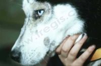 1. Chien de race Siberian Husky présentant une dermatose répondant au zinc de type 1. Présence de croûtes autour des yeux et sur les babines