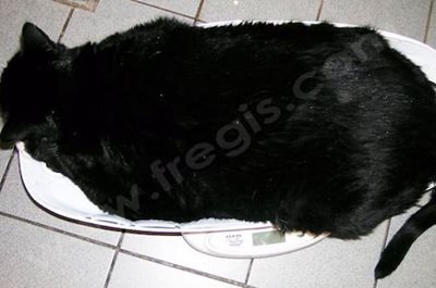 L’obésité est une cause prédisposant au diabète sucré chez le chat