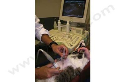 Cytoponction échoguidée à l'aiguille fine 22 G d'une masse abdominale chez une chat