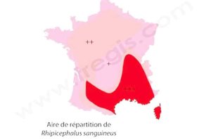 Aire de répartition géographique de la tique transmettant l’ehrlichiose canine