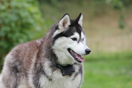 Le Husky est prédisposé à l’encéphalopathie nécrosante subaiguë (syndrome de Leigh)