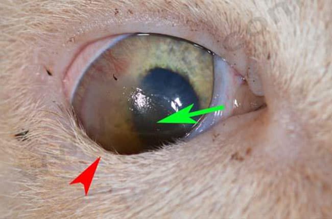 Entropion de la paupière inférieure chez un chat