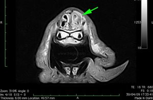 3. IRM des cavités nasales du même chien
