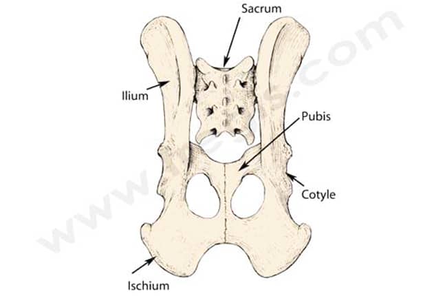 schéma du sacrum (chien)