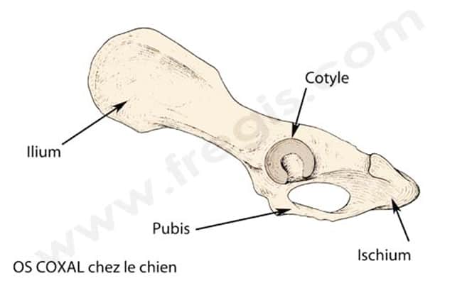 schéma: os coxal chez le chien