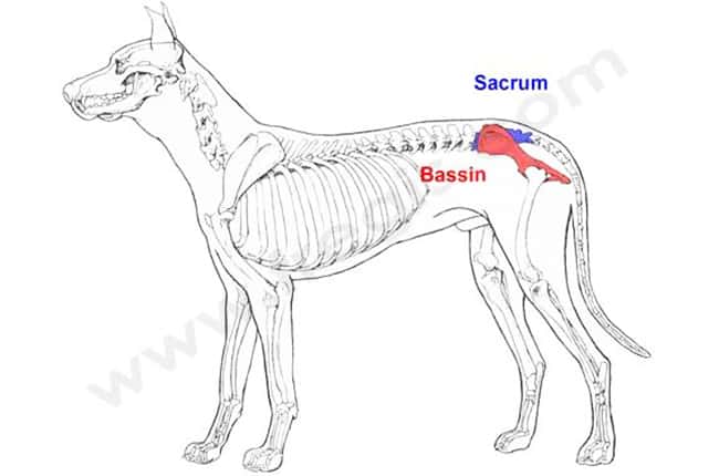 schema du squelette chez le chien -CHV Frégis