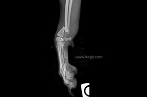 Fracture du radius et de l’ulna chez un petit chien