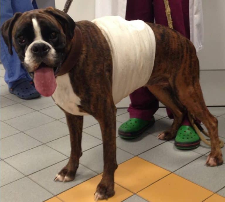 L’ensemble est ensuite bien fixé (bandage) pour éviter que le chien le retire.