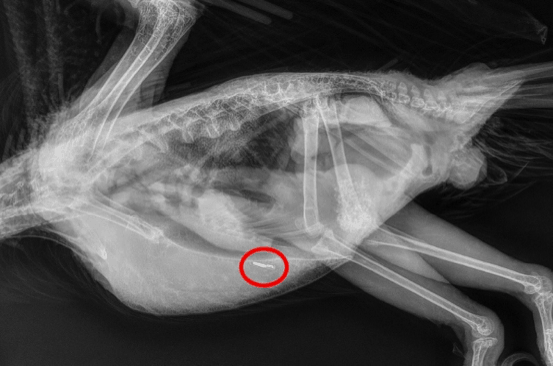 Radiographies permettant de visualiser le bon placement anatomique du transpondeur dans le muscle pectoral gauche​ - CHV Fregiis