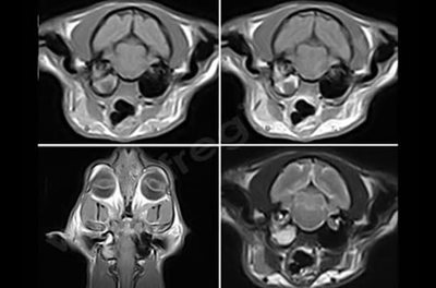 2. IRM d'otite moyenne et interne chez un chat