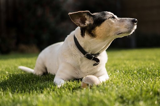 1. le déficit en facteur X (facteur de Stuart-Prower) a été décrit chez le Jack Russell