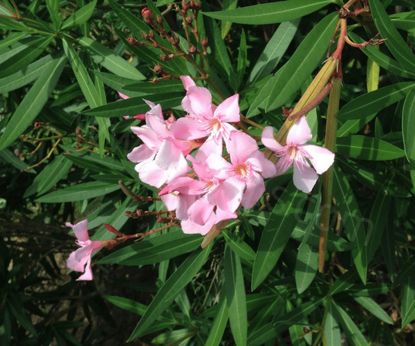 fleurs de laurier rose