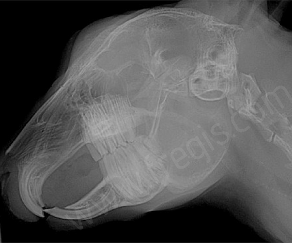 Maladie dentaire radiographie atteinte mandibulaire ou maxillaire - CHV Fregis