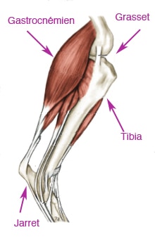 Dans la maladie du Dobermann dansant, les muscles gastrocnémiens sont concernés.