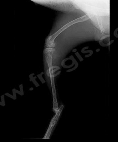 Montage-Tie-in-sur-une-fracture-du-tibia-chez-un-Lapin - CHVFregis