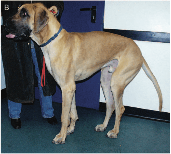 Chien de race dogue allemand atteint d’une myopathie héréditaire, présentant une amyotrophie, une flexion des hanches, une hyperextension des jarrets et des grassets. (D’après Lejuan Feliu-Pascal 2006)