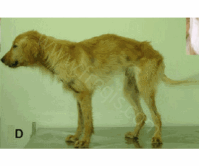 Chien Golden retriever présentant une forme avancée de myopathie dystrophique héréditaire. Cette maladie des muscles touche les chiots dès l’âge de 8 semaines. C’est l’équivalent de la maladie de Duchenne chez l’homme. (D’après Ambrosio 2009)​