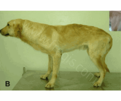 Chien Golden retriever présentant une forme débutante de myopathie dystrophique héréditaire. Cette maladie des muscles touche les chiots dès l’âge de 8 semaines. C’est l’équivalent de la maladie de Duchenne chez l’homme. (D’après Ambrosio 2009).