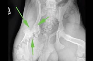 Chien atteint d’une nécrose aseptique de la tête fémorale droite (articulation de la hanche) (flèches). Radiographie avant la chirurgie