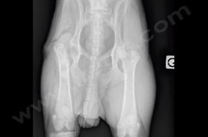 Chien atteint d’une nécrose aseptique de la tête fémorale droite (articulation de la hanche). Radiographie après la chirurgie. La tête et le col du fémur de la hanche malade ont été retirés