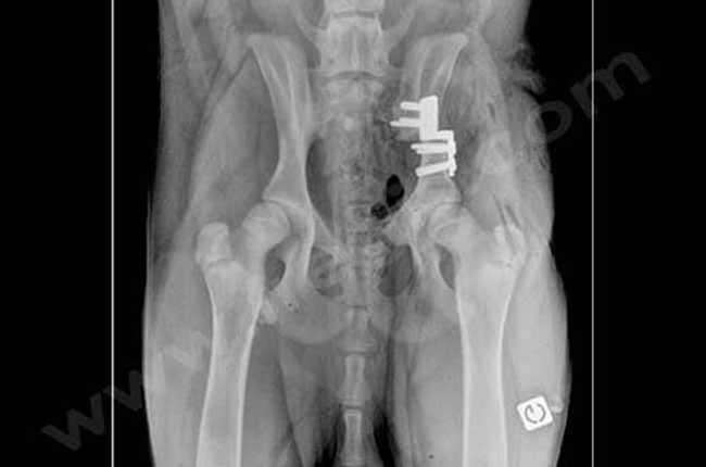 Radiographie post-opératoire d’une DOB. (Credit photo : Fregis)