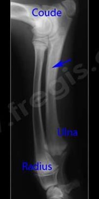 Radiographie de la patte avant d’un chien Labrador atteint de panostéite éosinophilique