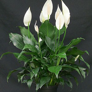 Spathiphyllum